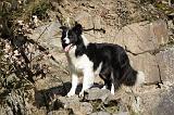 BORDER COLLIE 852